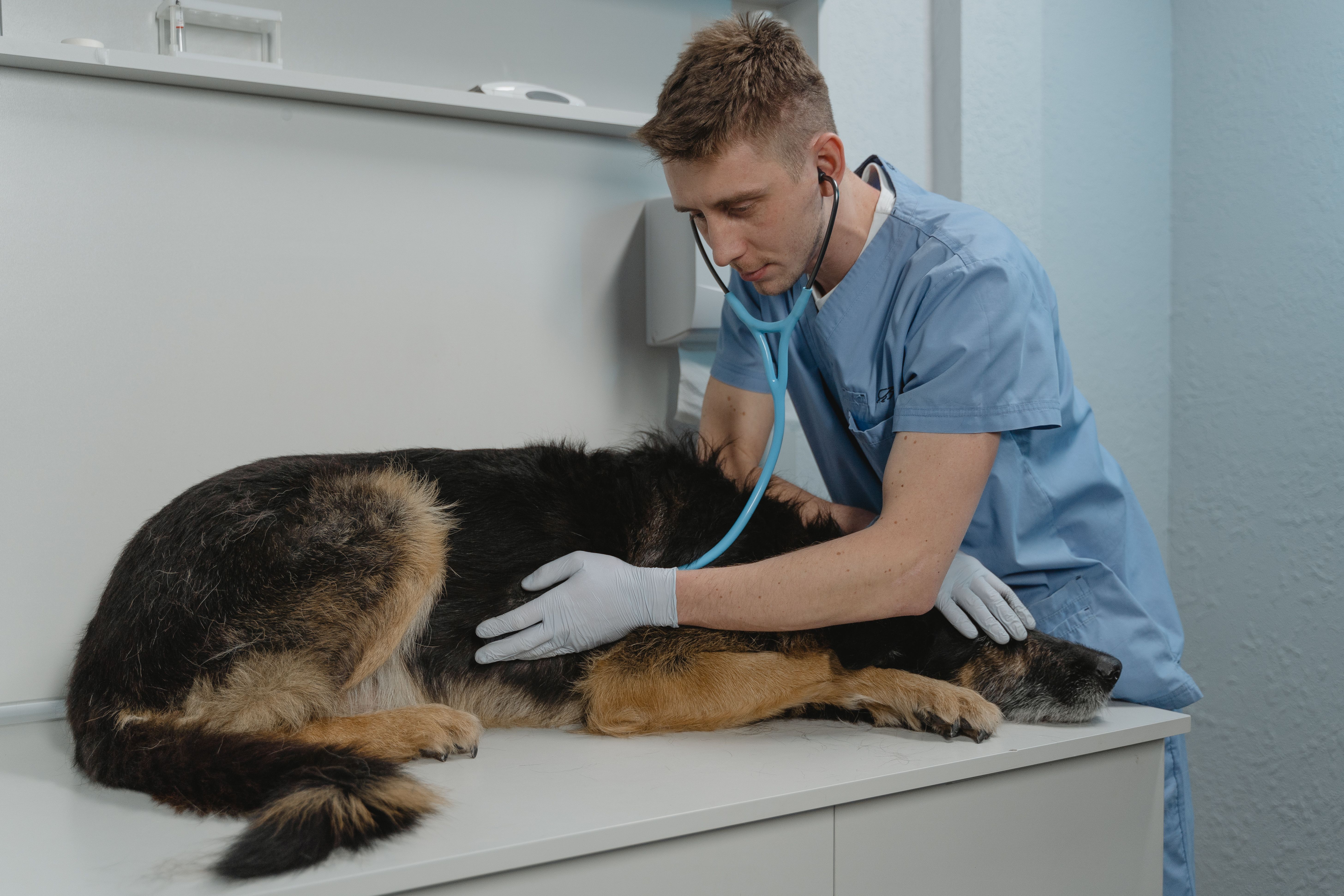 Veterinary students examining a horse in a clinical setting
